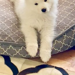 Samoyed Puppies from Falling cedar farm samoyeds