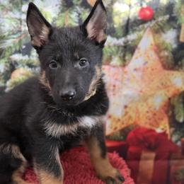 Cipher - Bi-color male German Shepherd puppy in Inverness Highlands South, Florida from Von der Tetiaroa German Shepherd dogs