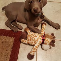Weimaraner Puppies from North Georgia Weims