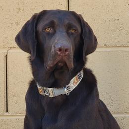Tessa - Labrador Retriever