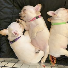 French Bulldog, Goldendoodle, and Golden Retriever Puppies from Crystal Coast Kennels, LLC