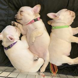 French Bulldog, Goldendoodle, and Golden Retriever Puppies from Crystal Coast Kennels, LLC
