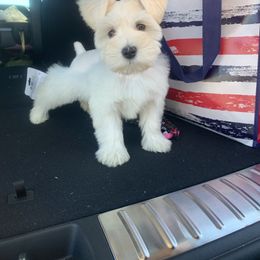 "Tessie as a puppy " Miniature Schnauzer Puppies from Pemberlyacres