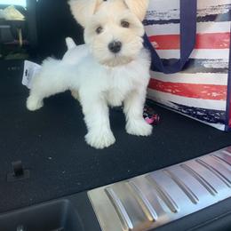 "Tessie as a puppy " Miniature Schnauzer Puppies from Pemberlyacres