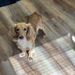 Lucy - Dachshund