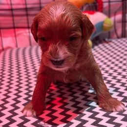 Brave - Red male Cavapoo puppy in Manlapan, New Jersey from Alyssa Xxweetdoodles