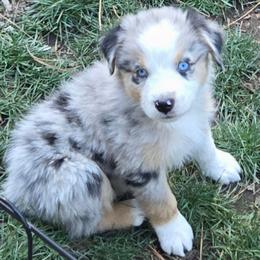 Eve - Blue merle female Miniature Australian Shepherd puppy in Crestline, California from Haugen's Minis