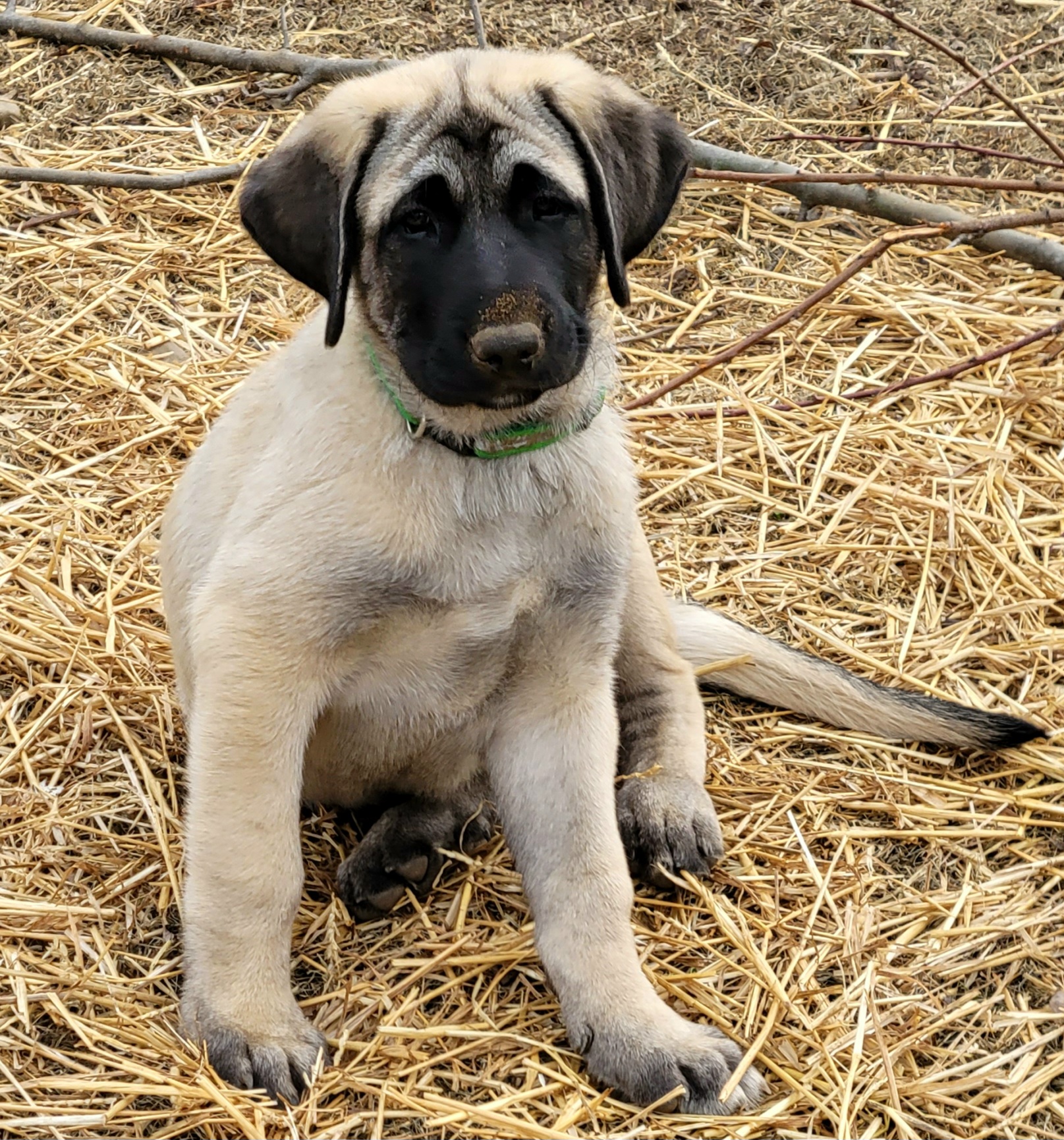 Boy 1 - Anatolian Shepherd Dog puppy in Duffield, Virginia from Ezka Miras Farms