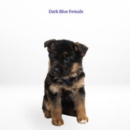 Dark Blue Female - Black and cream female German Shepherd puppy in Kamas, Utah from Uinta Mountain Shepherds