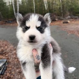 4 - Black and white male Siberian Husky puppy in Solon Springs, Wisconsin from Snowfall Siberians