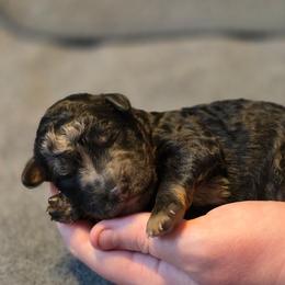 Orion - Sable male Bernedoodle puppy in Malden, Illinois from Doting Doodles