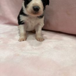 Border Collie Puppies from Vowell Farm Border Collies