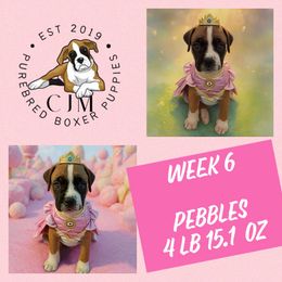 Pebbles - Fawn female Boxer puppy in Jupiter, Florida from CJM Boston and Boxer Puppies