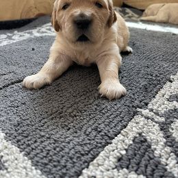 Golden Retriever Puppies from Millport Golden Retriever