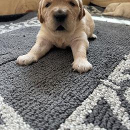 Golden Retriever Puppies from Millport Golden Retriever