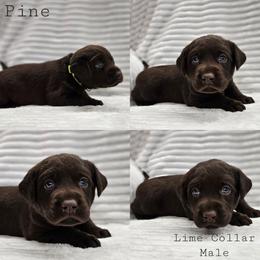 Pine - Lime Collar - Chocolate male Labrador Retriever puppy in Boyd, Minnesota from Lindley Labradors