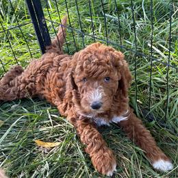 Nutmeg - Caramel red female Labradoodle puppy in Montrose, Colorado from Ithilien Labradoodles