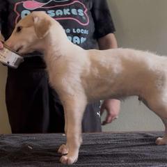 Boy 1 - male Borzoi puppy in Des Moines, Iowa from Luxor Borzoi