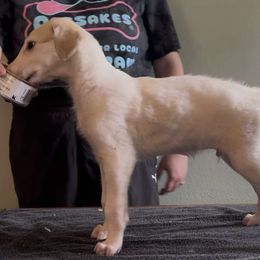 Boy 1 - male Borzoi puppy in Des Moines, Iowa from Luxor Borzoi