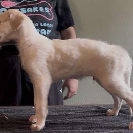 Boy 1 - male Borzoi puppy in Des Moines, Iowa from Luxor Borzoi