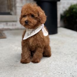 Oakley - Red  male Poodle puppy in Sauk Village, Illinois from Midwest Timberland Pups