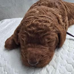 Prince William Fire Red King II - Red  male Poodle puppy in Woodbridge, Virginia from Rosa Red Standard Poodles