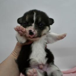Merv - Black and tan male Pembroke Welsh Corgi puppy in Alvin, Texas from Cottonwood Corgis