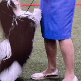 Dazzle - Havanese