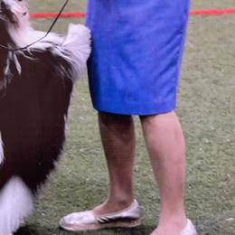 Dazzle - Havanese