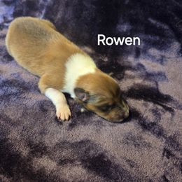 ROWEN - Sable and white male Collie puppy in Lafayette, Indiana from Katrina's Collies