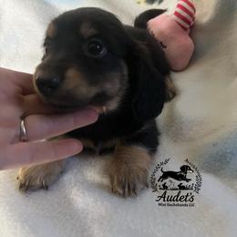 Darcy - Black and cream female Dachshund puppy in East Dover, Vermont from Audet’s Mini Dachshunds