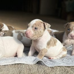 American Bully Puppies from High Top Kennels