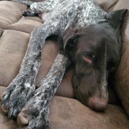 German Shorthaired Pointers from Congaree Kennels