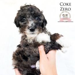 Coke Zero - Blue merle male Aussiedoodle puppy in Corydon, Indiana from Ridgeline Doodles
