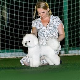 Bichon Frise and Havanese All Grown Up from Cambeas Puppies