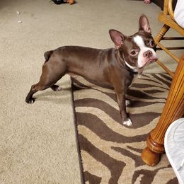 James - Boston Terrier