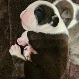 Jack Frost - Black tri-color male Bulldog puppy in Callao, Virginia from Northern Neck Bulldogs