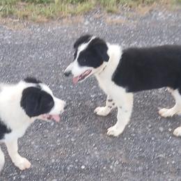 Border Collies and Pembroke Welsh Corgis from Cedar Springs Corgis/Border collies
