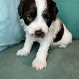 Goldendoodle Puppies from The Dood Effect