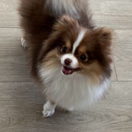 Sky - Pomeranian