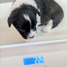 Gobble - Brindle and white female Cardigan Welsh Corgi puppy in Hotchkiss, Colorado from Bell S Ranch