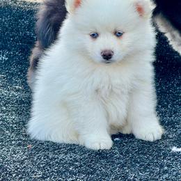 White male - White male Pomsky puppy in Lemon Cove, California from Magic Ranch Mini Aussies