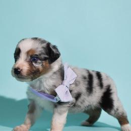 Amber - Blue merle female Australian Shepherd puppy in Placerville, California from BFF Aussies