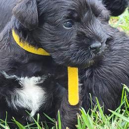 Miniature Schnauzer Puppies from Shenandoah Schnauzers
