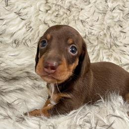 Mocha - Chocolate and cream female Dachshund puppy in Granbury, Texas from Bluebonnet Dachshund, LLC