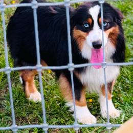 German Shepherd and Miniature American Shepherd Puppies from Bouchard’s Best Shepherds