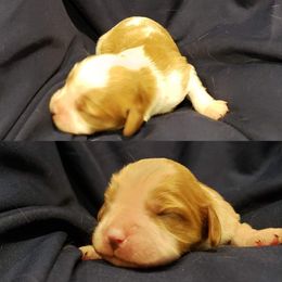 Cavalier King Charles Spaniel Puppies from Southern Edge Kennel