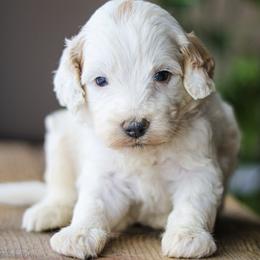 Harvey - Apricot male Labradoodle puppy in Crete, Nebraska from Doodles & Co