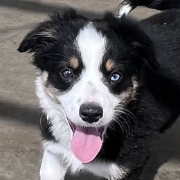Light Pink - Black Miniature Australian Shepherd puppy in Visalia, California from Furrever.Mini.Aussies.llc