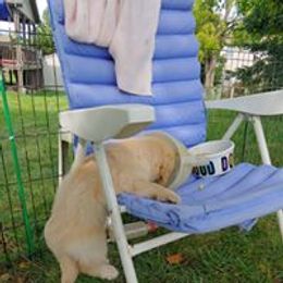 Golden Retriever Puppies from True Magic Goldens